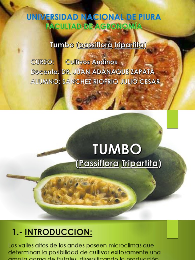 Beneficios y Cultivo del Tumbo | PDF | Hoja | Plaga (organismo)