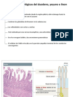 Diferencias Histologicas, Cells Caliciformes, Motilidad y Vaciamiento Gastrico