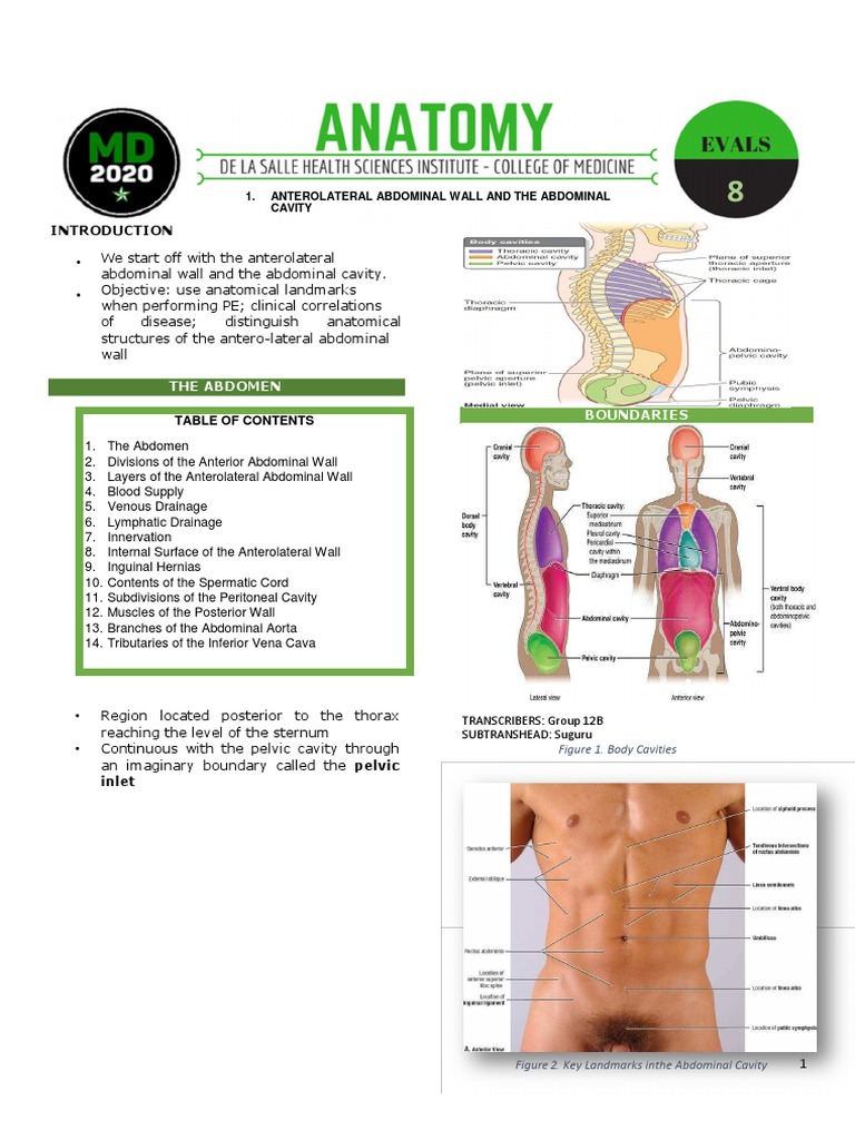 Anterolateral Abdominal Wall Anatomy | PDF | Abdomen | Peritoneum