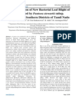 Characterization of New Bacterial Leaf Blight of Rice Caused by Pantoea Stewartii Subsp. Indologenes in Southern Districts of Tamil Nadu