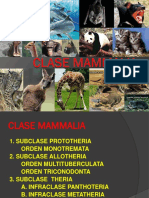 Clase Mammalia