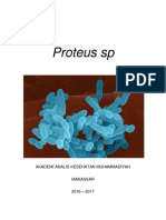 Bakteri Proteus