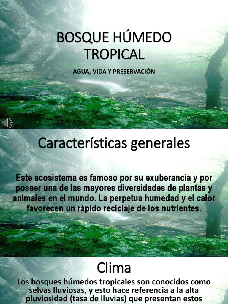 BOSQUE HÚMEDO TROPICAL Presentación PDF Los bosques Arboles
