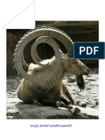 Amazing Animals PDF