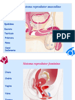 Sistema Reprodutor - Diagnóstico