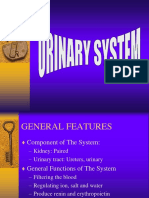 Urinary System Ss