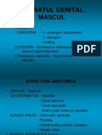 Aparatul Genital Mascull