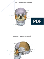 Anatomia Omului - Scheletul - Prezentare Interactiva