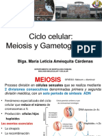 Ciclo Celular Meiosis