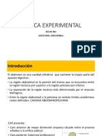 Anatomía abdominal: estructuras y funciones del abdomen