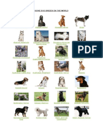1.Dog Breeds.pdf