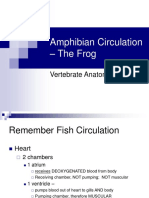 Amphibian Circulation - The Frog