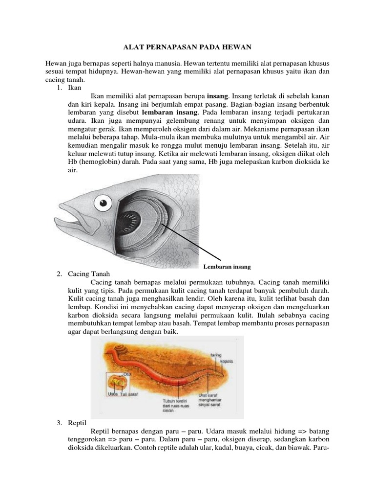 Alat Pernapasan Pada Hewan