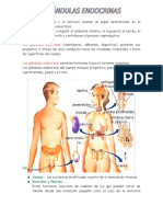 Sistema Endocrino Fisiologia