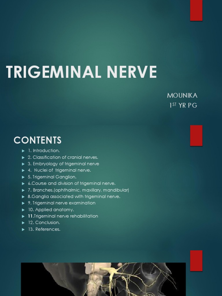 Trigeminal Nerve | PDF | Neuroanatomy | Human Head And Neck