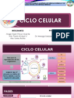 Ciclo Celular