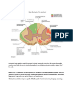 Neuro notes ck