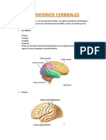 Topografia de Los Hemisferios Cerebrales