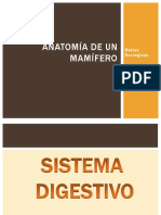 Anatomía de Un Mamífero (Rata)