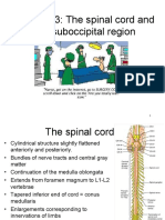 3-Spinal Cord Gross