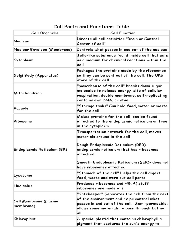 Cell Parts & Functions Table Endoplasmic Reticulum Cell (Biology)