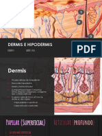 Dermis e hipodermis: tejidos conectivos de la piel