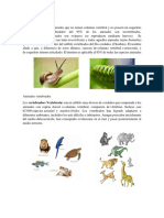 Animales Invertebrados