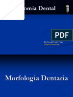 Anatomía dental incisivos, caninos y premolares