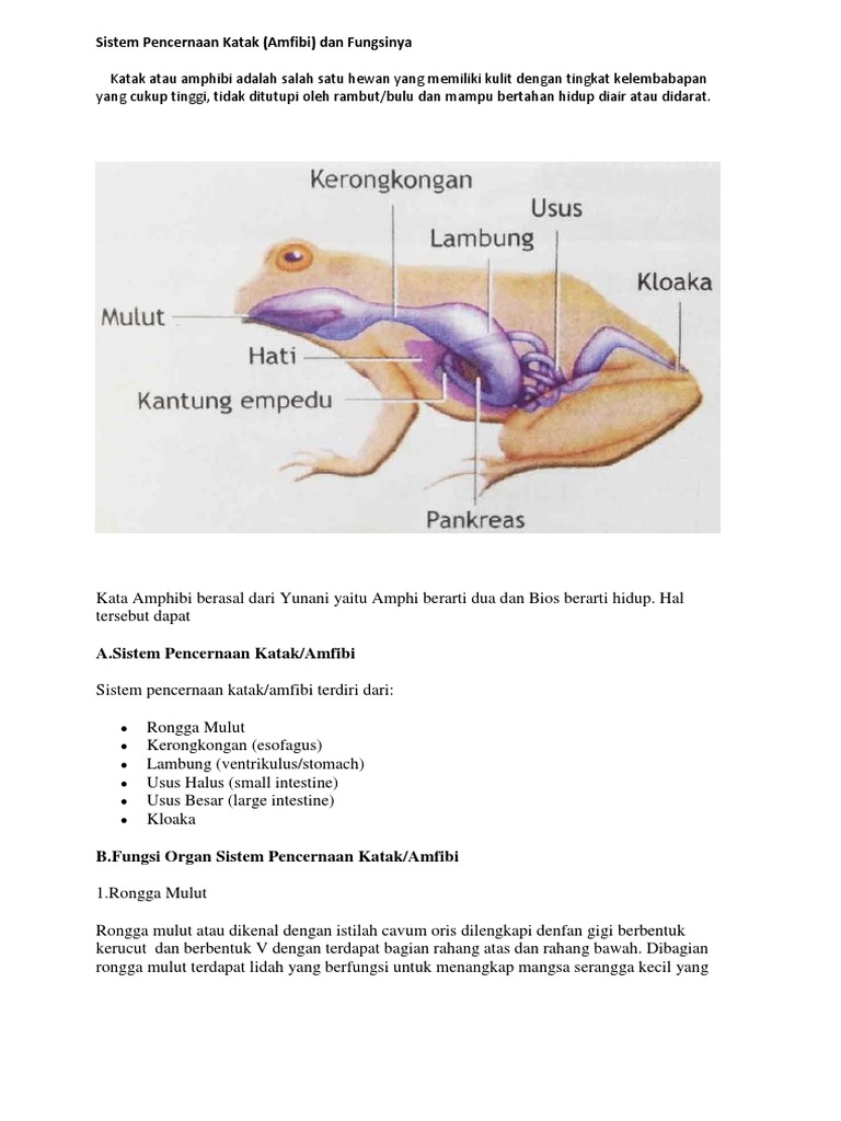 Gambar Hewan  Amfibi  Dan  Fungsinya  Klik OK