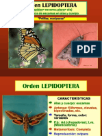 7 Sistematica - Lepidoptera