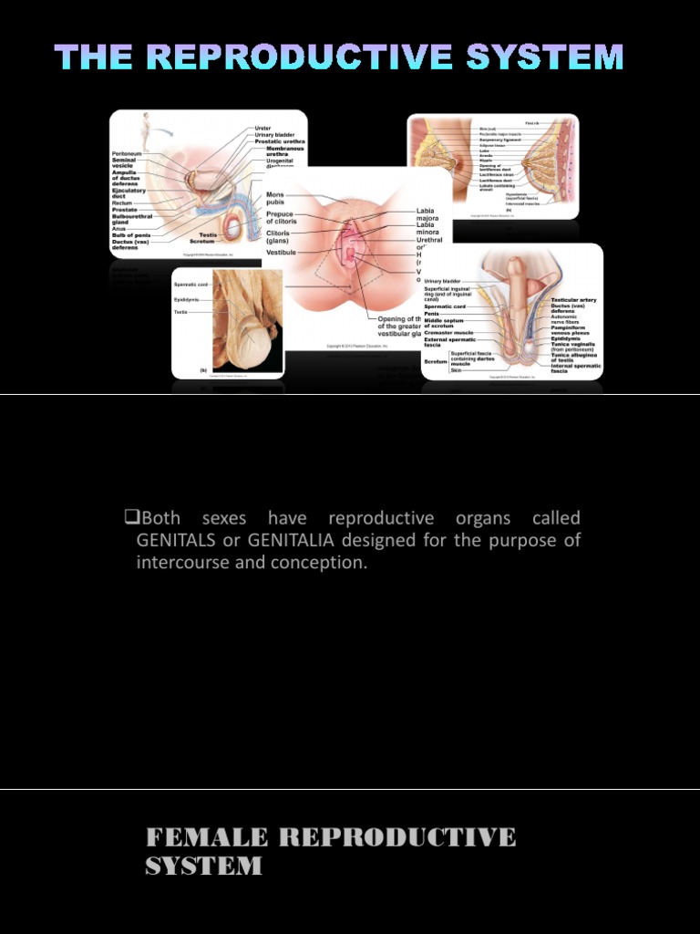 The Reproductive System | Vagina | Uterus | Free 30-day Trial | Scribd