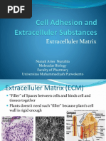 Apoptosis Programmed Cell Death Apoptosis Cell Signaling