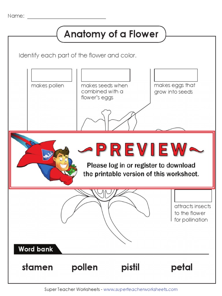 Anatomy of a Flower Worksheet | PDF | Science & Mathematics