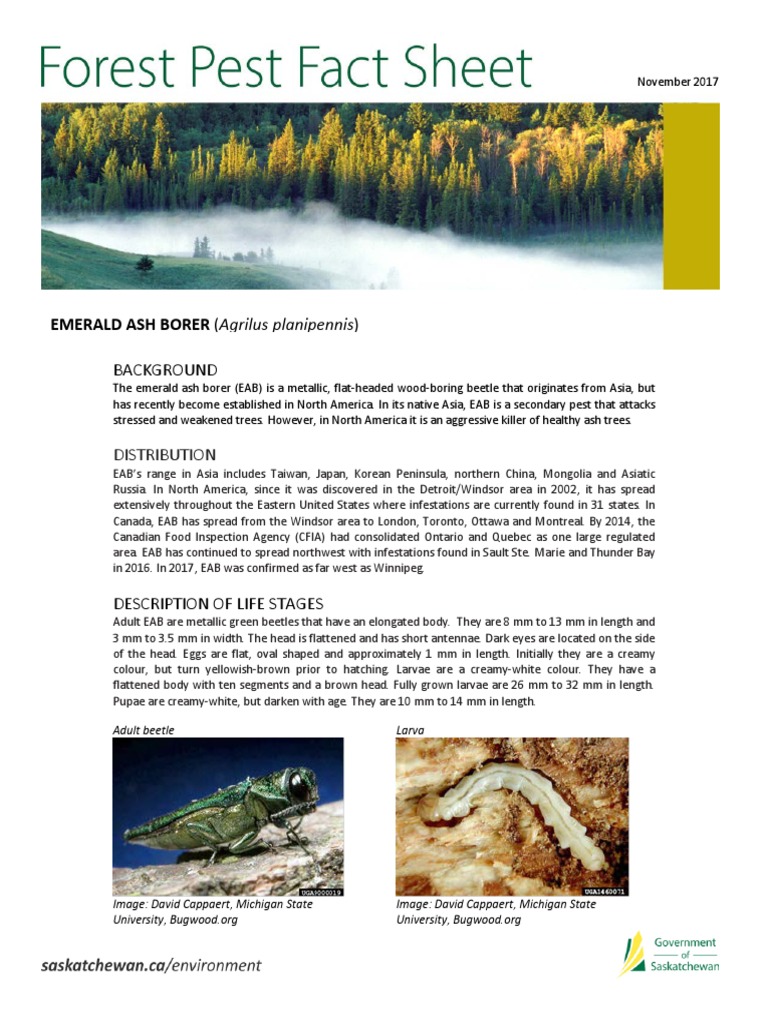Emerald Ash Borer Fact Sheet 2025 Nj 