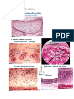 Histologi Blok 5 Otot Dan Tulang