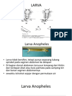 Identifikasi-Larva & Pupa