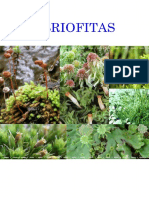 estudio briofitos.pdf