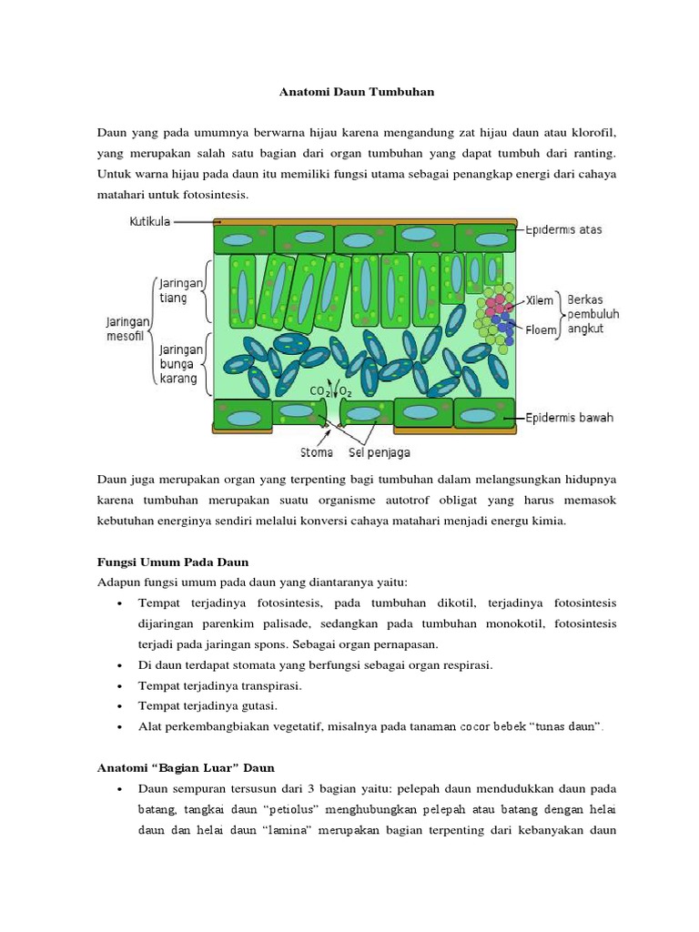 Tempat Terjadinya Fotosintesis Pada Struktur Jaringan Daun
