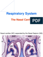 Respiratory System.ppt