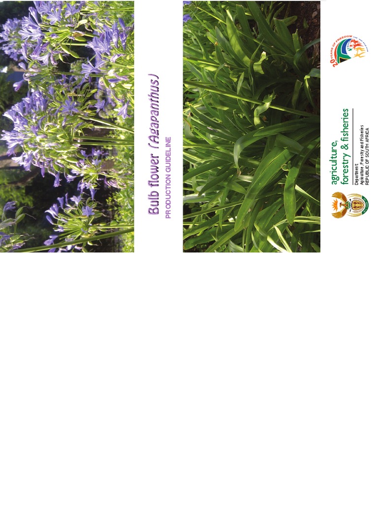 Agapanthus Soil Fertilizer