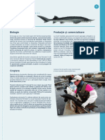 Sturgeon Ro PDF