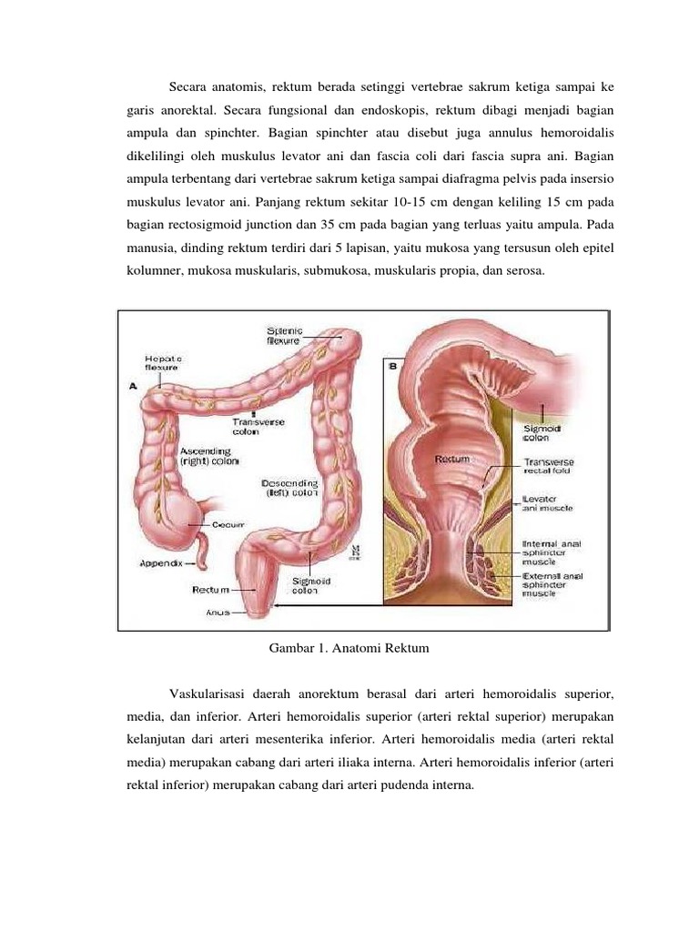 Anatomi dan Fungsi Rektum Manusia | PDF | Sains & Matematika