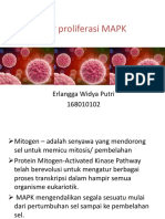 Jalur Proliferasi MAPK