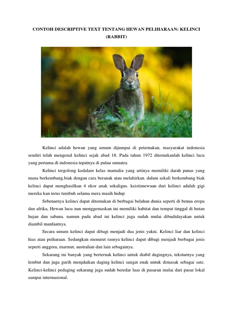 Deskripsi Kelinci sebagai Hewan Peliharaan | PDF