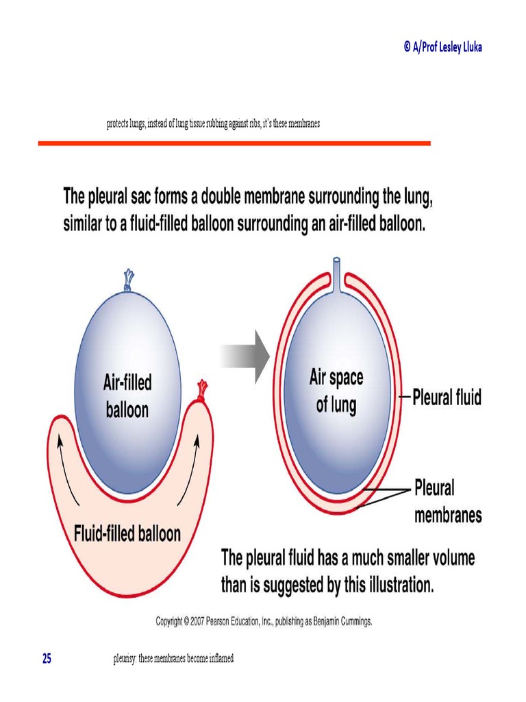 © A/Prof Lesley Lluka Protects Lungs, Instead of Lung Tissue Rubbing