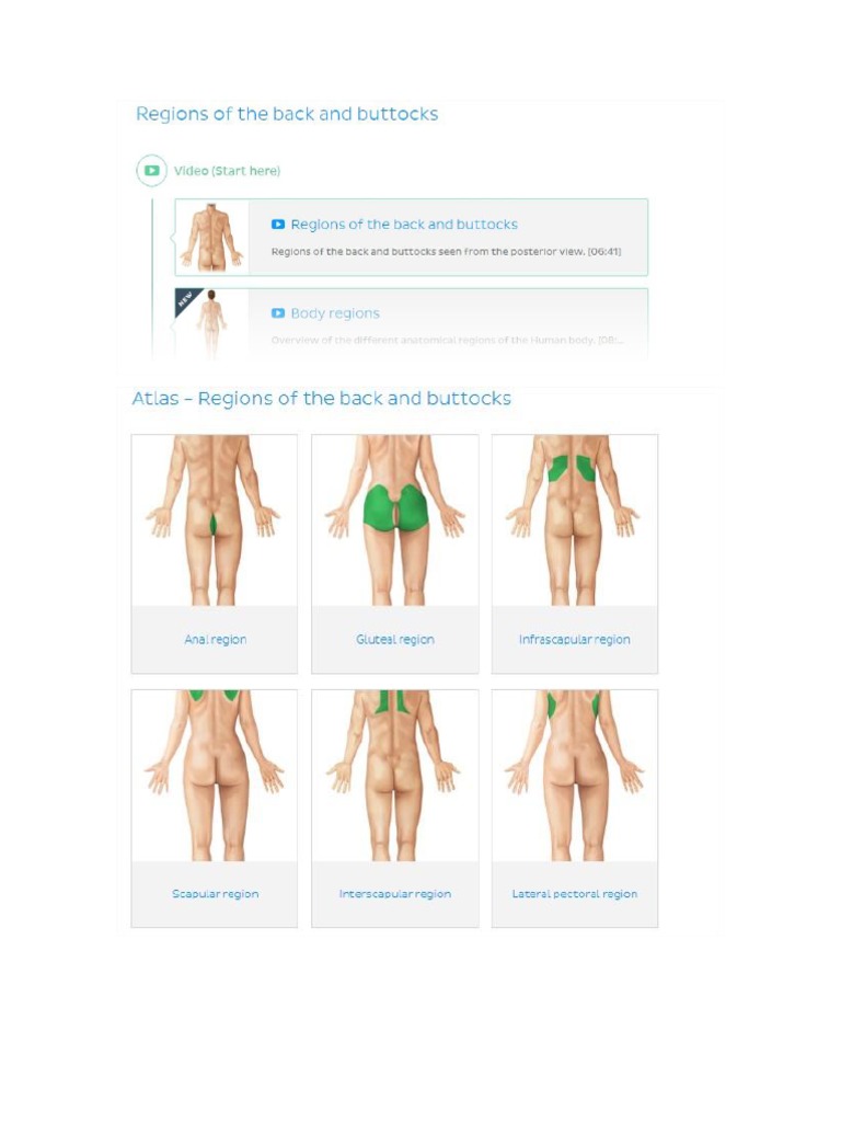 Directional Terms and Body Terms | PDF | Anatomical Terms Of Location ...