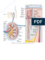 Imagenes Renal