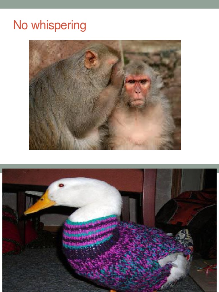 Duck Farming | PDF | Duck | Chicken