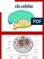 4 - Ciclo Celular e Mitose