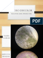 RHOEO DISCOLOR.pptx